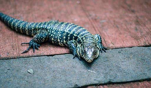 Tegu lizard on a porch