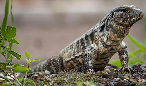 Tegu Lizard in a yard