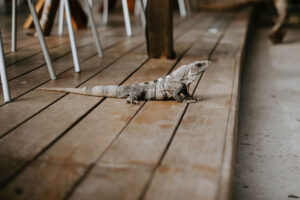 Tegu lizard in a house