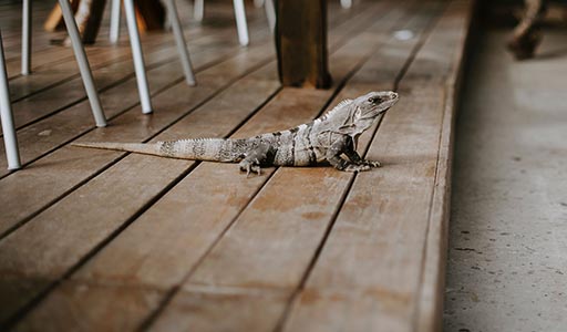 Tegu Lizard on a porch