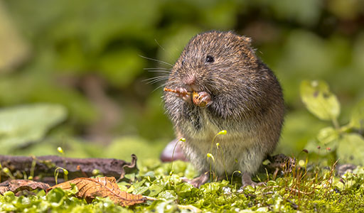 Vole eating food