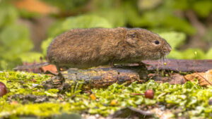 Vole on the ground