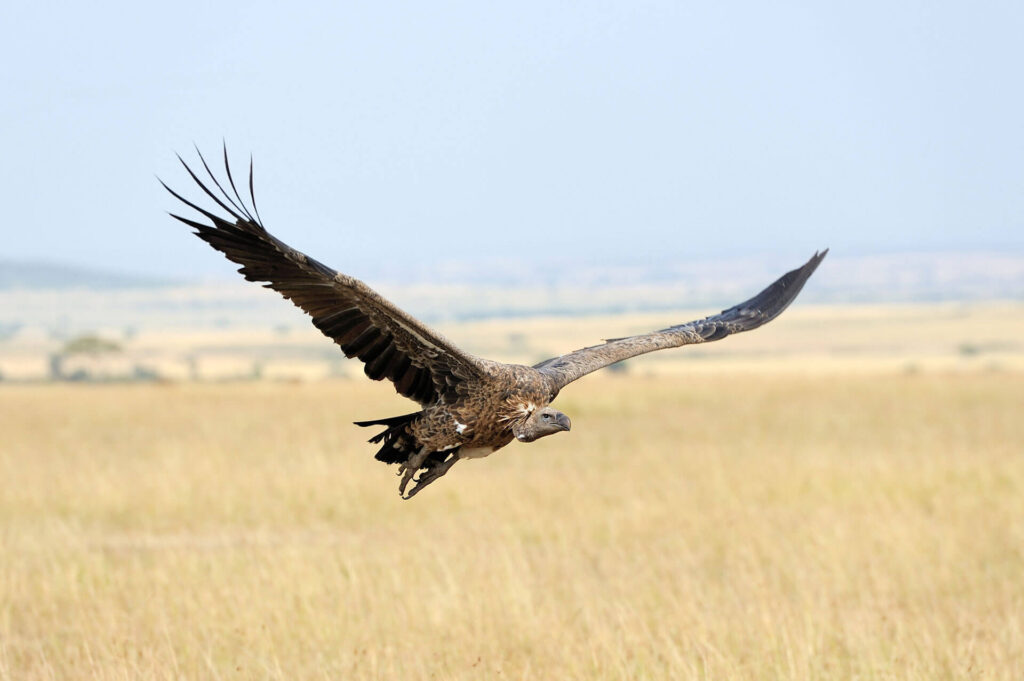 Vulture flying