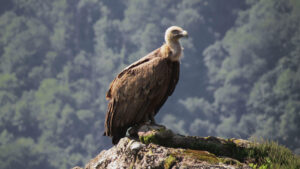 Vulture on a rock