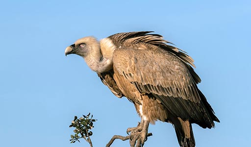 Vulture sitting on a tree