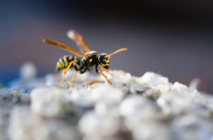 Wasp on the ground