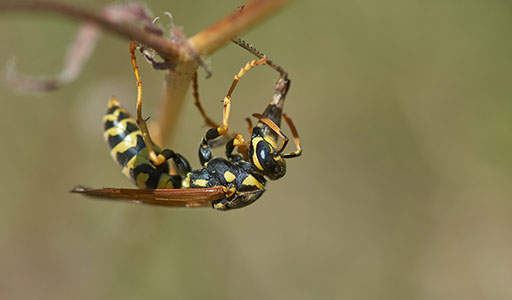 Wasp on a limb