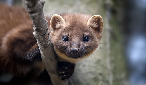 Weasel on a tree