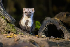Weasel next to a log