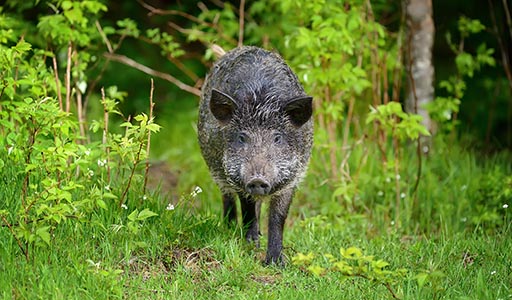 Wild hog in a yard