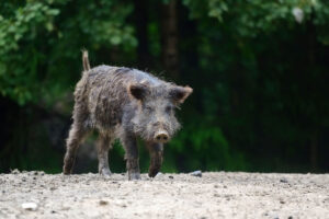 Wild hog in a yard