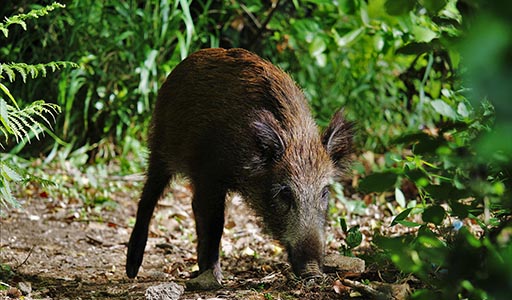 Wild Hog in a yard