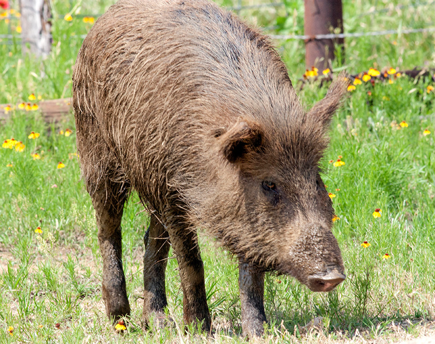 Wild hog in a yard