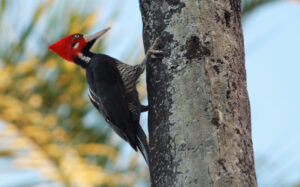 Woodpecker on a tree