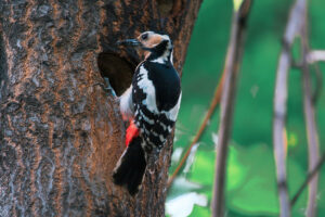 Woodpecker in a tree