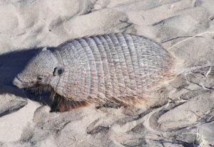 Armadillo in the sand