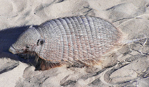 Armadillo in the sand