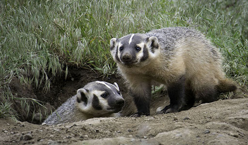 Badger in a yard