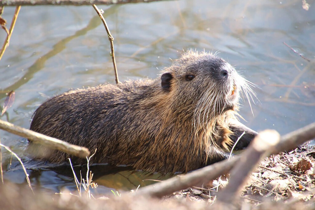 Beaver coming out of the water