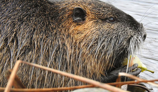 Beaver eating