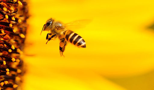 Bee on a flower