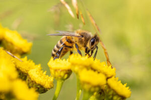 Bee on a flower