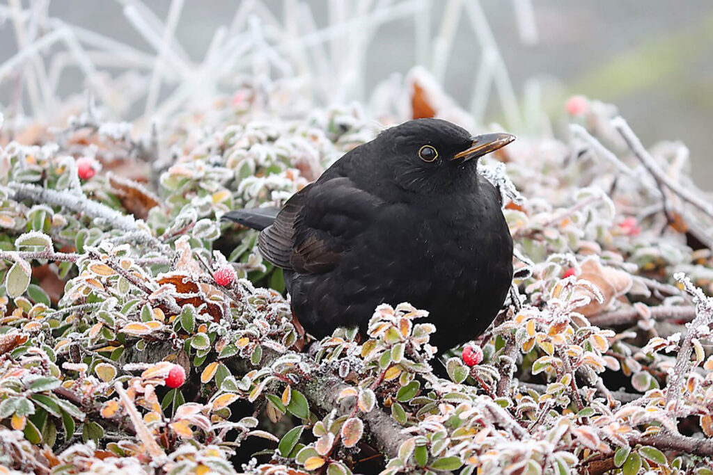 Blackbird in a snow covered tree