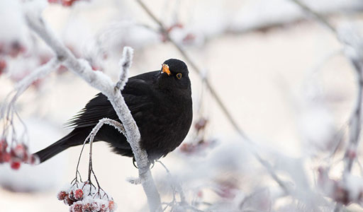Blackbird on a snowy branch