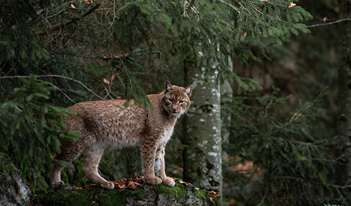 Bobcat in a forest