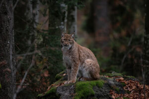 Bobcat in the forest