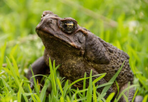 Cane toad in a yard