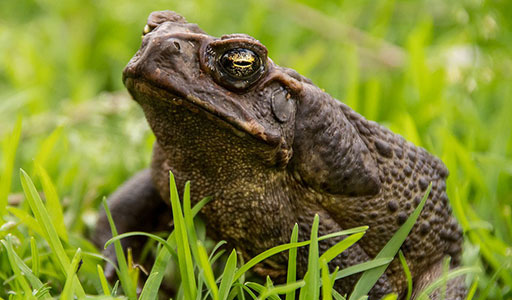 Cane toad in a yard