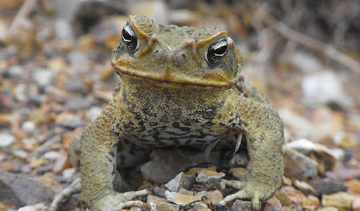 Cane toad in a yard