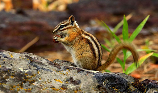 Chipmunk in a yard