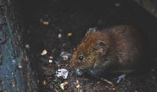 Cotton rat in a yard