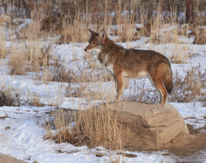 Coyote in the snow