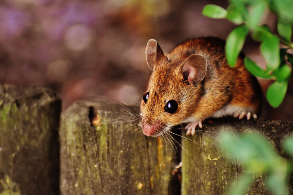 Deer mouse in a yard