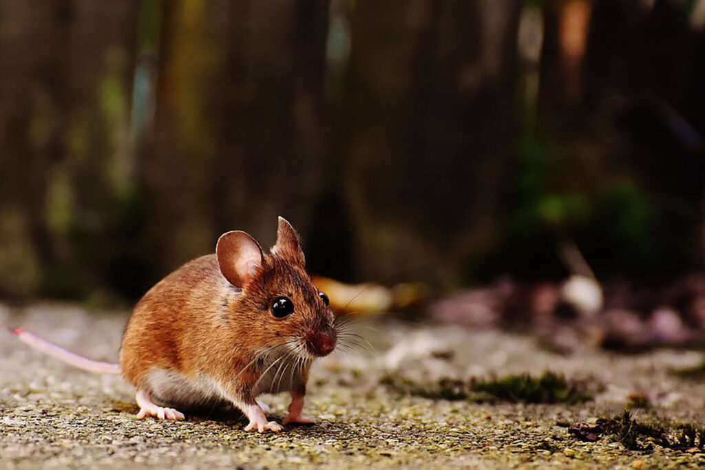 Deer mouse in a yard