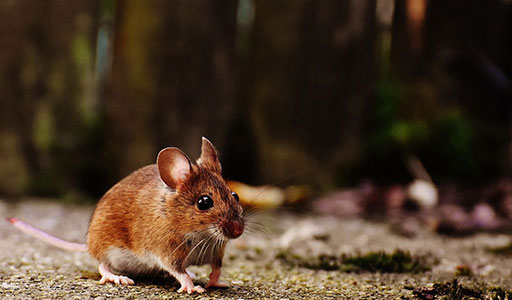 Deer mouse in a yard
