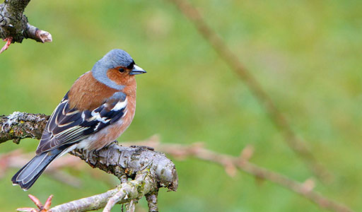 Finch on a tree branch