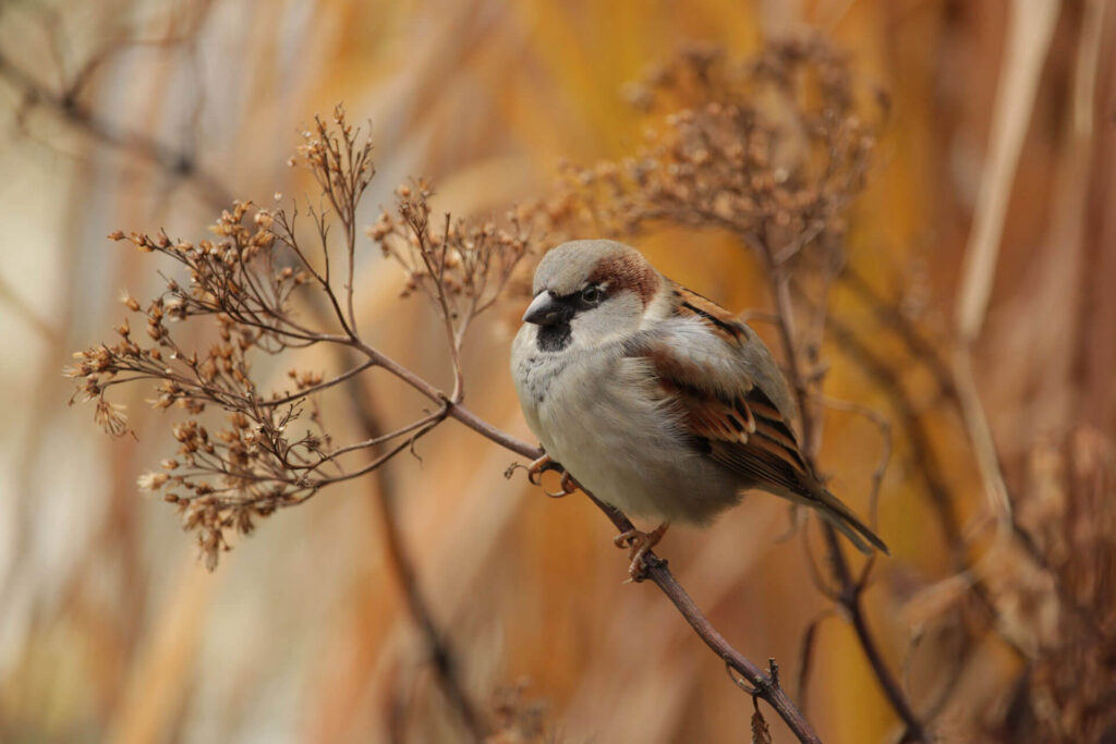 Finch in a branch