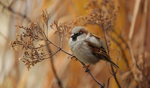 Finch on a tree branch