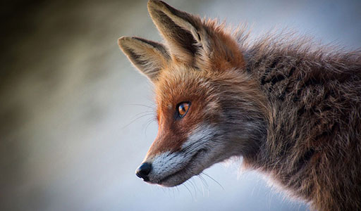 Close-up of a fox