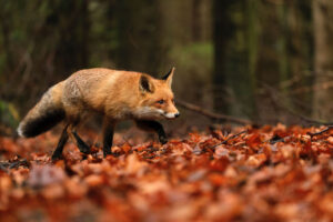 Fox walking in the woods