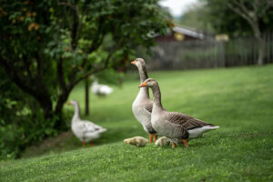 Geese in a yard