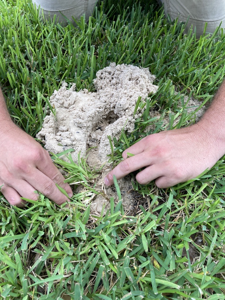 Gopher mound in Tampa
