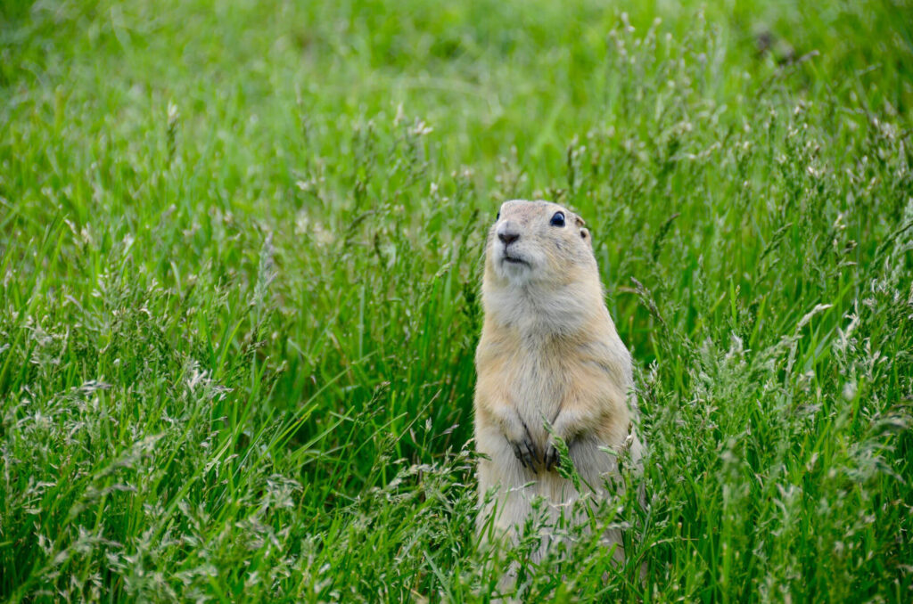Gopher in a yard