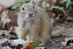 Ground squirrel in a yard