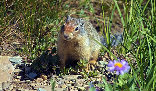 Ground squirrel in a yard
