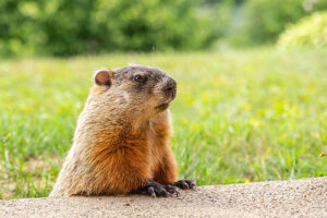 Groundhog in a yard